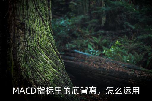 背離指標怎么寫,MACD指標里的底背離