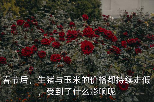 春節(jié)后，生豬與玉米的價格都持續(xù)走低，受到了什么影響呢