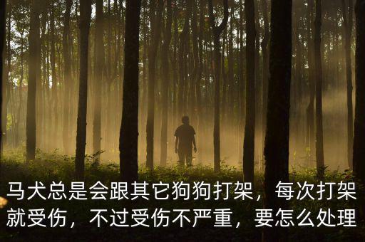馬犬總是會(huì)跟其它狗狗打架，每次打架就受傷，不過受傷不嚴(yán)重，要怎么處理
