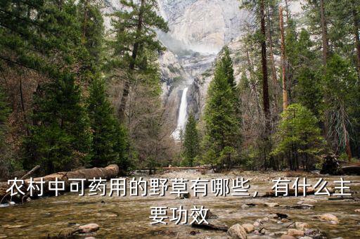 農(nóng)村中可藥用的野草有哪些，有什么主要功效