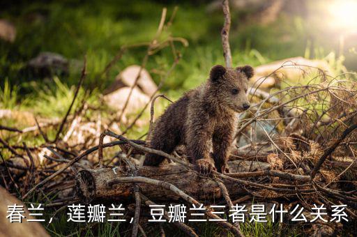 春蘭，蓮瓣蘭，豆瓣蘭三者是什么關(guān)系