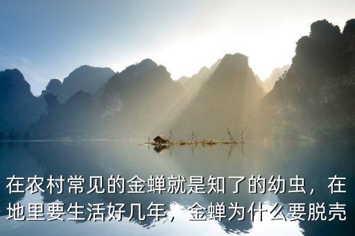 在農(nóng)村常見的金蟬就是知了的幼蟲，在地里要生活好幾年，金蟬為什么要脫殼