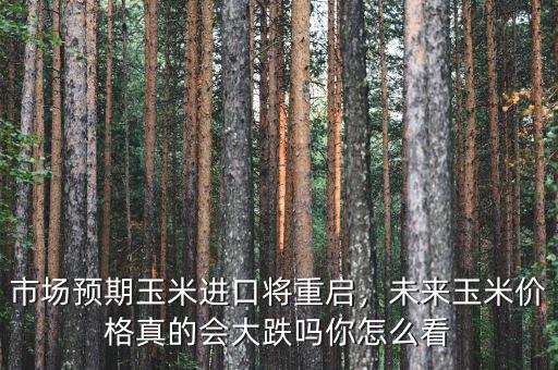 市場預(yù)期玉米進口將重啟，未來玉米價格真的會大跌嗎你怎么看