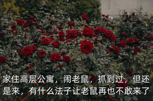 家住高層公寓，鬧老鼠，抓到過(guò)，但還是來(lái)，有什么法子讓老鼠再也不敢來(lái)了