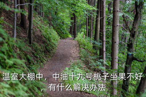 溫室大棚中，中油十九號桃子坐果不好，有什么解決辦法