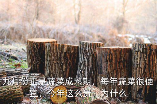 九月份正是蔬菜成熟期，每年蔬菜很便宜，今年這么貴，為什么
