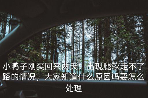 小鴨子剛買回來兩天，出現(xiàn)腿軟走不了路的情況，大家知道什么原因嗎要怎么處理
