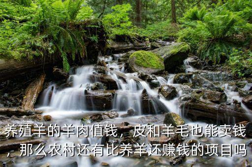 養(yǎng)殖羊的羊肉值錢，皮和羊毛也能賣錢，那么農(nóng)村還有比養(yǎng)羊還賺錢的項目嗎