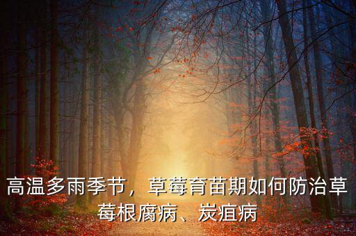 高溫多雨季節(jié)，草莓育苗期如何防治草莓根腐病、炭疽病