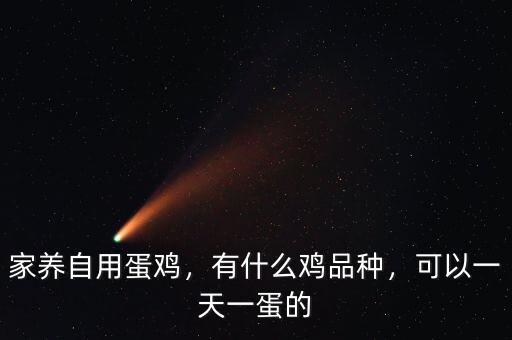 家養(yǎng)自用蛋雞，有什么雞品種，可以一天一蛋的
