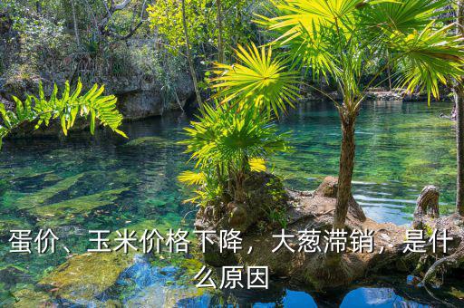 蛋價、玉米價格下降，大蔥滯銷，是什么原因
