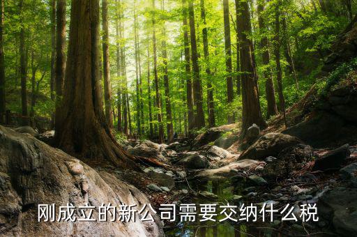 新成立的公司報(bào)什么稅，公司成立后需要交那些稅