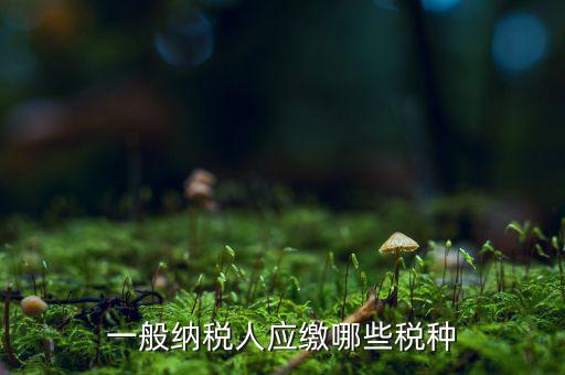 一般納稅人國稅申報什么稅種，在國稅申報的稅種有哪些稅率是多少