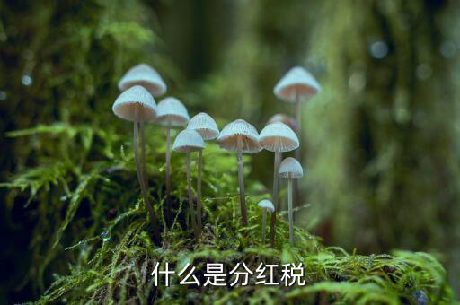 什么叫稅收紅利，什么是紅利稅企業(yè)交企業(yè)所得稅后分紅給個人還需要交個人所得稅不