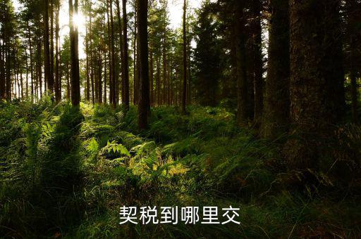 契稅可以在什么地方交，契稅到哪里交