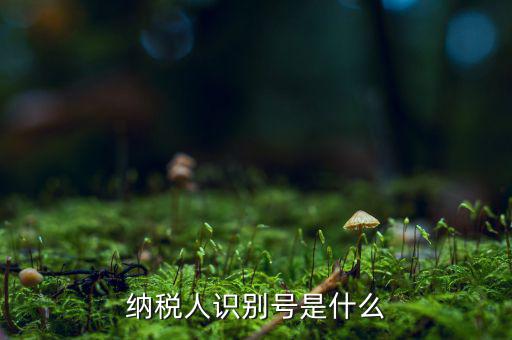納稅人的識別號是什么，納稅人識別號是什么