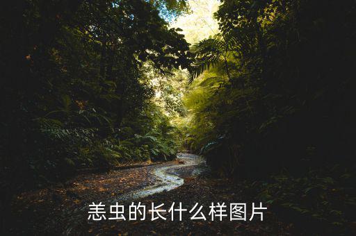 貂魚長(zhǎng)什么樣有圖片，做衣服的貂長(zhǎng)什么樣子