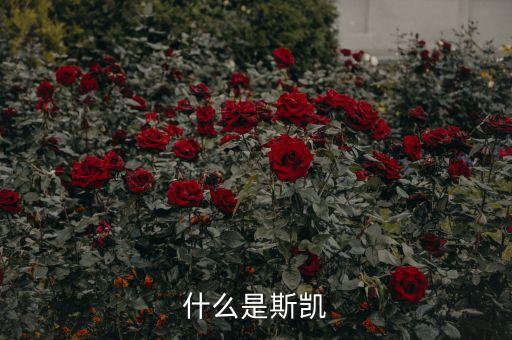 海洋核動力平臺是什么，什么是斯凱