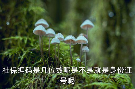 單位社保編碼14位是什么，什么是社保編號(hào)