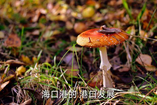 海口港的 港口發(fā)展