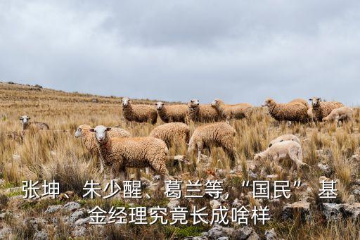 張坤、朱少醒、葛蘭等,“國民” 基金經(jīng)理究竟長成啥樣